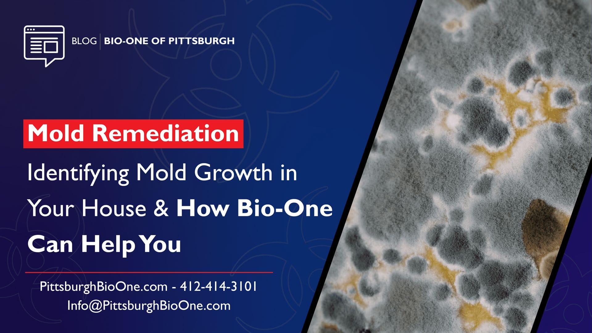 Identifying Mold Growth in Your House & How Bio-One Can Help You