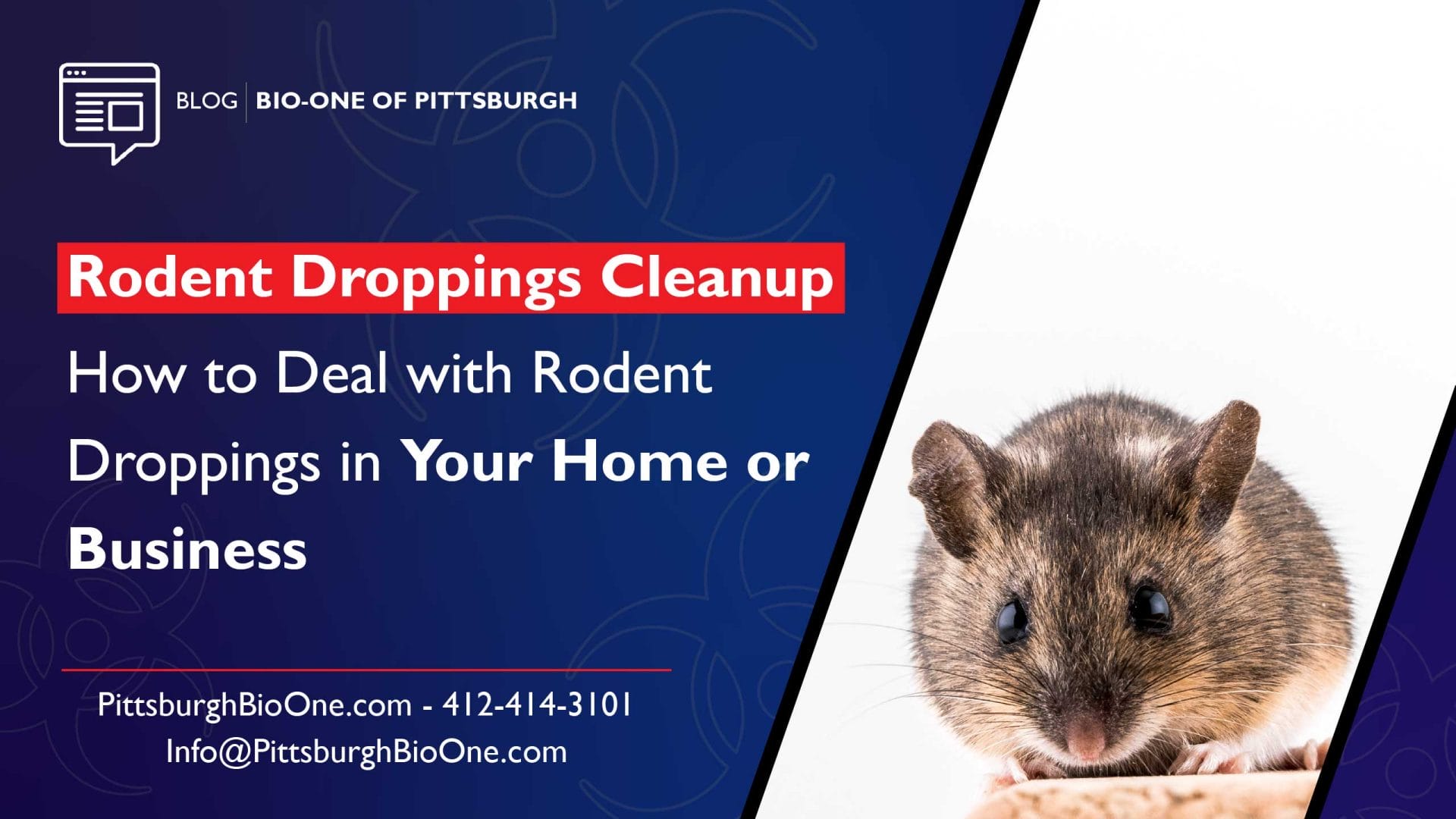 How to Deal with Rodent Droppings in Your Home or Business