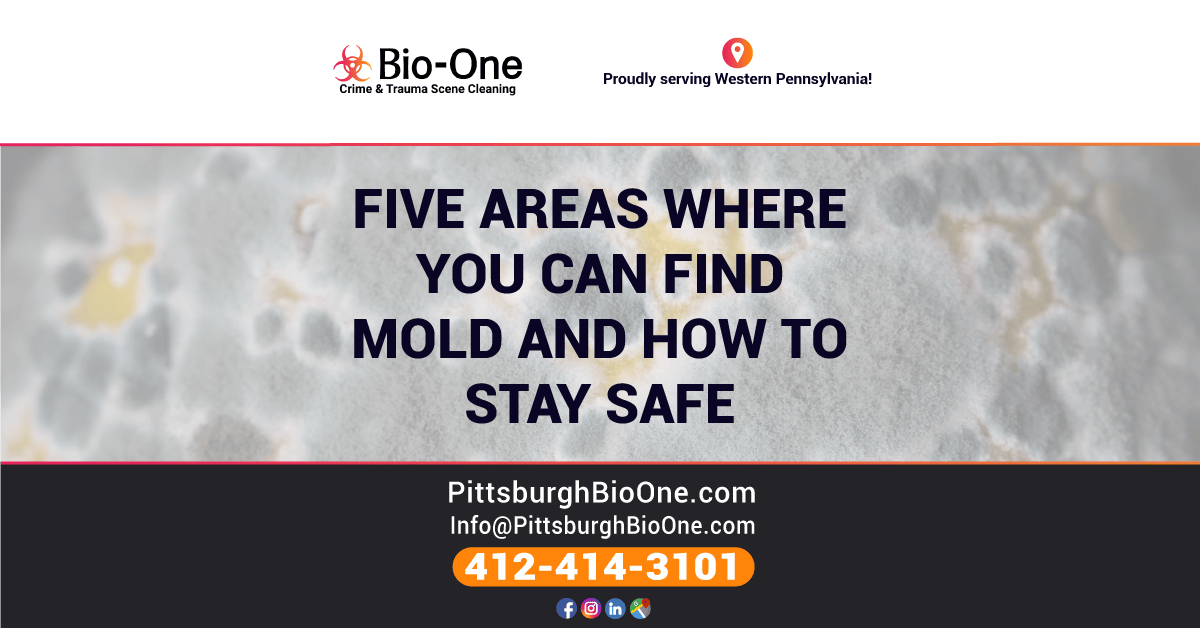 Five Areas Where you Can Find Mold Growth & How to Stay Safe - Bio-One of Pittsburgh