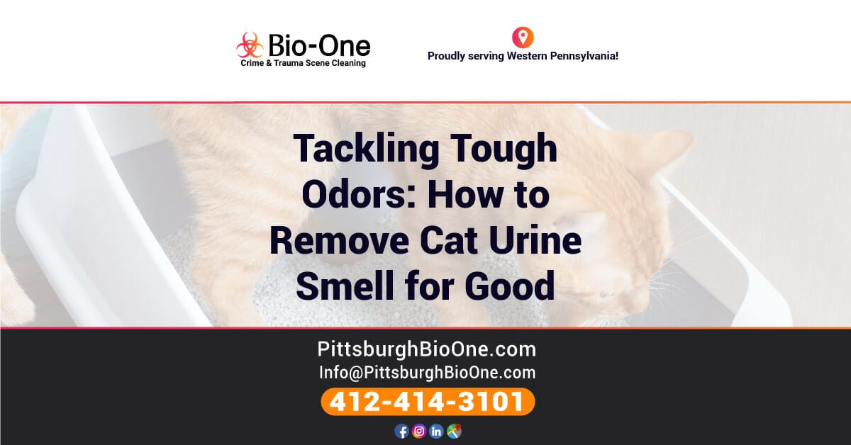 Tackling Tough Odors: How to Remove Cat Urine Smell for Good
