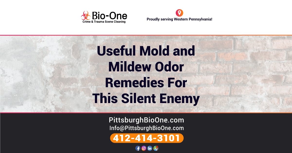 Useful Mold and Mildew Odor Remedies For This Silent Enemy