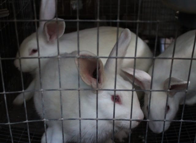 rabbits in confined space cage