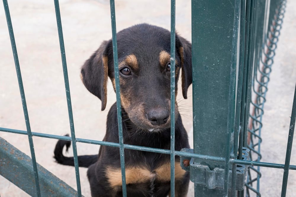 sad puppy in cage animal hoarding
